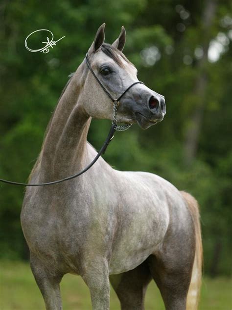 Swf Desert Rose Arabian Horses Of Stonewall Farm Arabian Horse