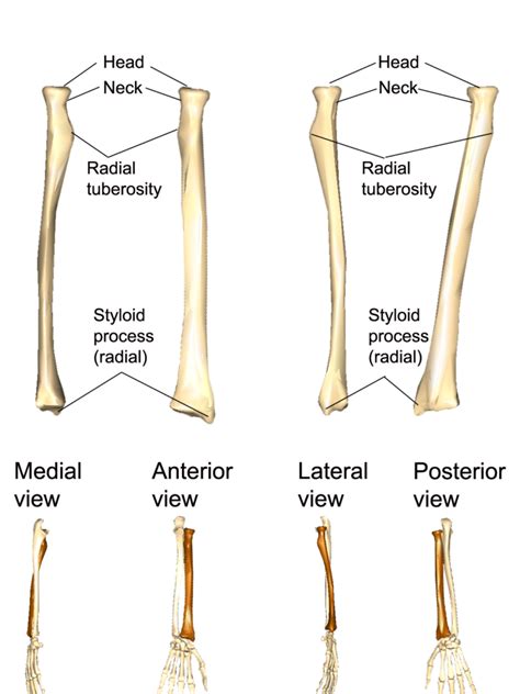 Anatomical Position Of Radius