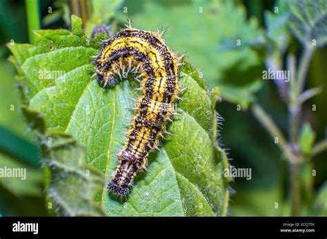Yellow Black Striped Caterpillar At Green Season Meadow Stock Photo Alamy