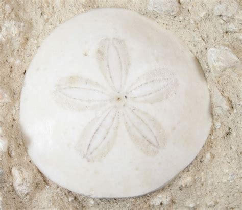 Beautiful Miocene Aged Fossil Sand Dollar France For Sale 16059