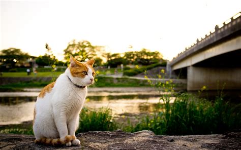 Photos Cats Bridge Rivers Animals 2560x1600