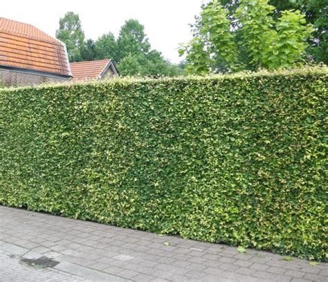 Most People Today Look For Tall Hedges At Low Costs For Beautifying