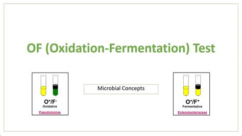of oxidation fermentation test microbiology biochemical tests youtube