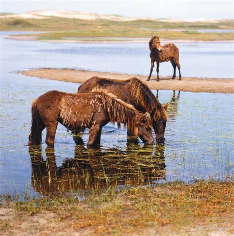 The Wild Horses Of Sable Island Horse Journals