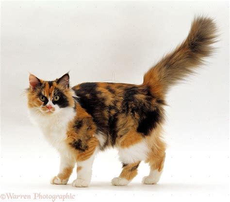 Calico Cats Wallpapers Wallpaper Cave