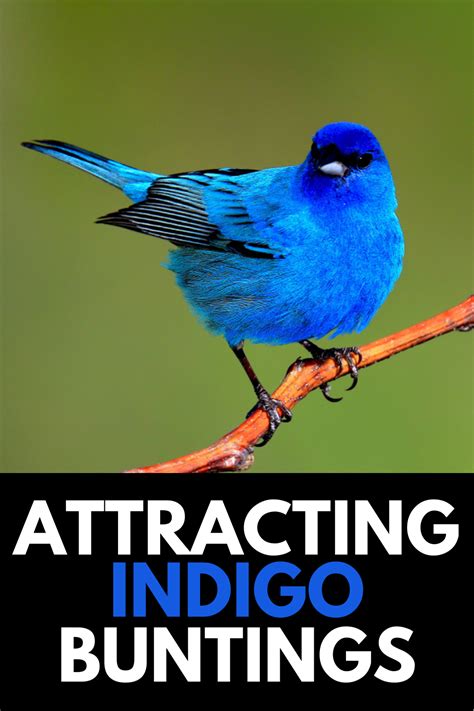 How To Attract Indigo Buntings To Your Backyard Simple Guide 2023
