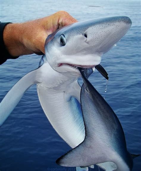 Baby Blue Shark Puts Its Fin In Its Mouth X Post From Pics Aww