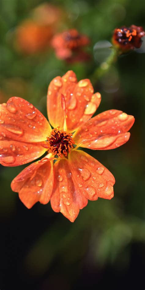 Download Wallpaper 1080x2160 Drops Orange Flowers Flora Blur Honor