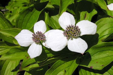 Bunchberry tops list in search for Canada's national flower | The Star
