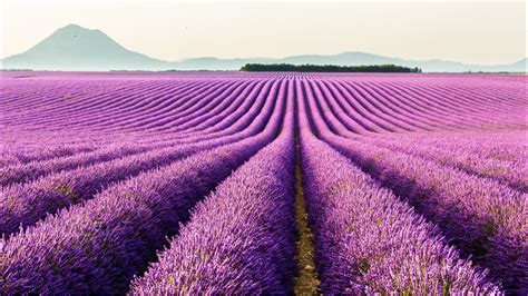 Những Cánh Đồng Hoa Đẹp Nhất Thế Giới Cánh Đồng Hoa Lavender Đẹp Ngỡ