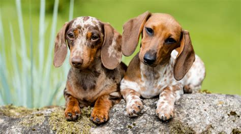 What Are Dachshunds Bred For Welcome To The Sausage Dog World