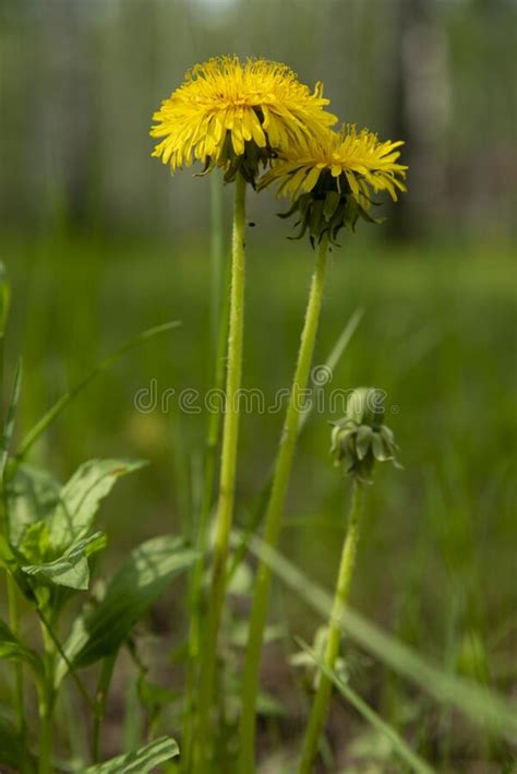A Bouquet Of Yellow Dandelion Flowers In A Glass Jar Stock Image