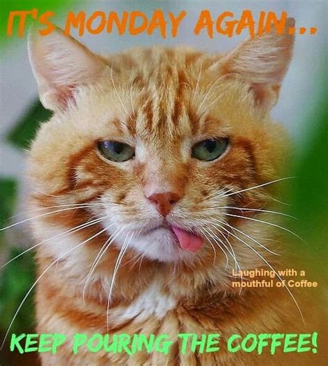 It S Monday Again Keep Pouring The Coffee Funny Cat Images Cat Quotes Funny Funny Cat