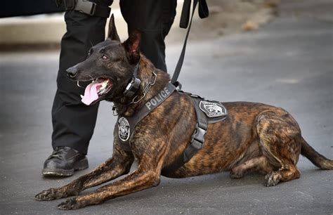 Tri City K9 Training Fosters Learning Among Law Enforcement Agencies