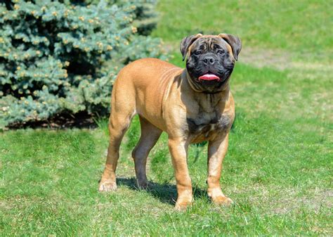 A Complete Guide To The Huge Loyal Bullmastiff K9 Web