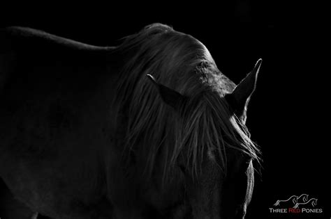 Dramatic Black And White Studio Horse Photography By Michelle Wrighton