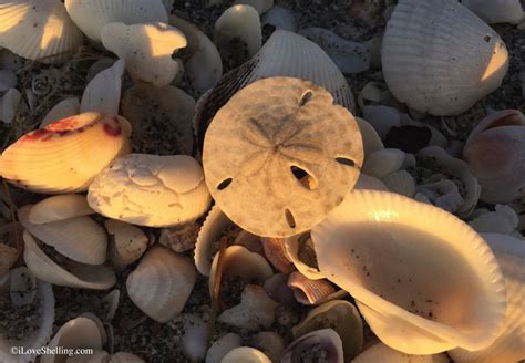 Sand Dollar Shells I Love Shelling