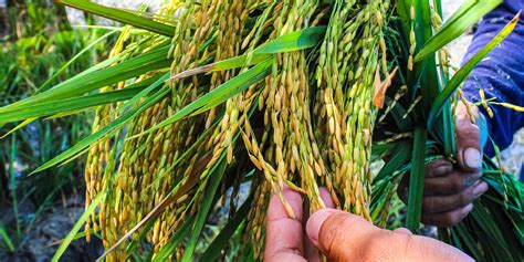For The First Time Farmers In The Philippines Cultivated Golden Rice
