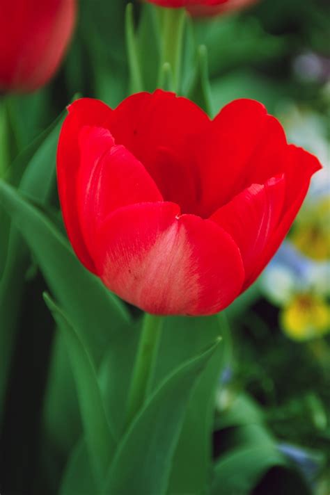 Youll Be Fascinated To Know The Real Meaning Of Red Tulips