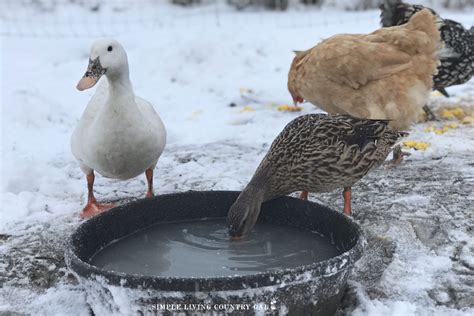 Winter Duck Care Checklist For Healthy Ducks Simple Living Country Gal