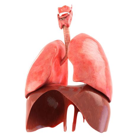 3d Model Lungs Animated Vr Ar Low Poly Animated Cgtrader