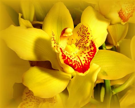 Questa foto è una foto di fiori, giallo, orchidea. Pin di Serena Camerlingo su Yellow | Orchidea, Fiori, Sfondi