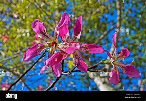 Silk Floss Tree Flowers Ceiba Speciosa Or Chorisia Speciosa Stock