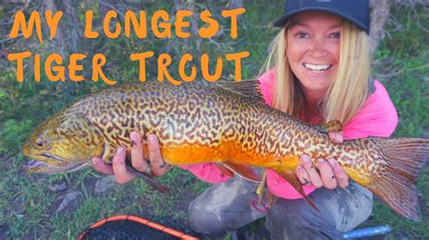 The Longest Tiger Trout Ive Caught Fly Fishing For Monster Tigers