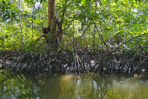 Why Saving Mexicos Mangroves Is Important