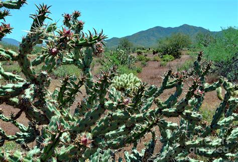 Arizona Cactus Beauty Photograph By Debby Pueschel Fine Art America