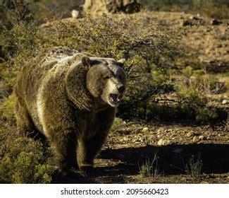 Closeup East Siberian Brown Bear Stock Photo Shutterstock