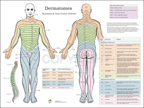 Dermatomes Nerve Poster Chiropractic Spinal Nerve Human Muscle Anatomy
