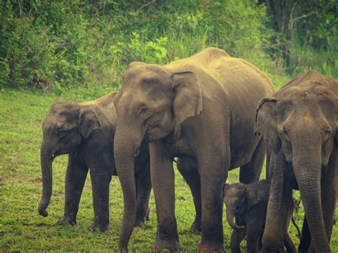 Top 10 Best Wildlife Sanctuaries In Kerala Iris Holidays