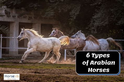 6 Fascinating Types Of Arabian Horses History And Facts