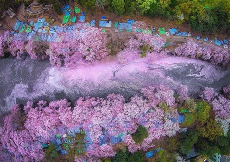 16 Magical Pics Of Japans Cherry Blossom By National Geographic