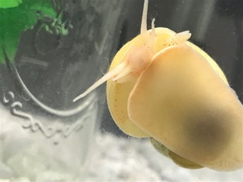 Mystery Snails Male Or Female My Aquarium Club