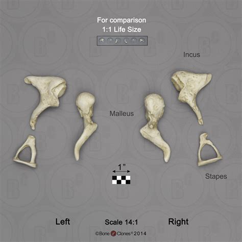 Scale 14 To 1 Human Ossicles Set Of 6 Left And Right Bone Clones