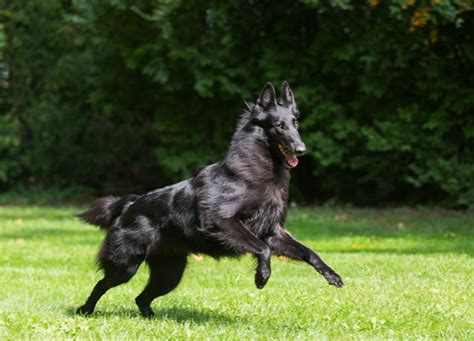 9 Belgian Dog Breeds That Are Great Active Companions Purewow