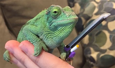 Pet Chameleon Charms The Internet By Holding Tiny Swords