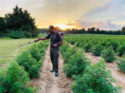 Can Hemp Live Up To Its Hype Black Farmers Have To Carefully Weigh The
