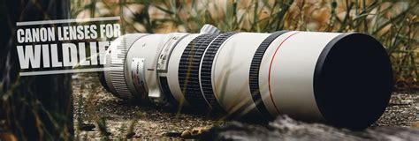 Best Canon Lenses For Wildlife Photography 2021
