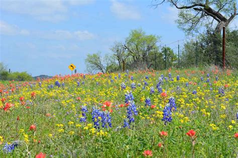 Let It Grow Roadside Verges Become Mini Meadows For Wildflowers And