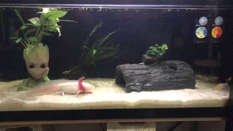 20 Gallon Long Axolotl Tank Youtube