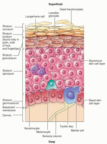 Precancerous And Nonmelanoma Skin Cancers Plastic Surgery Key