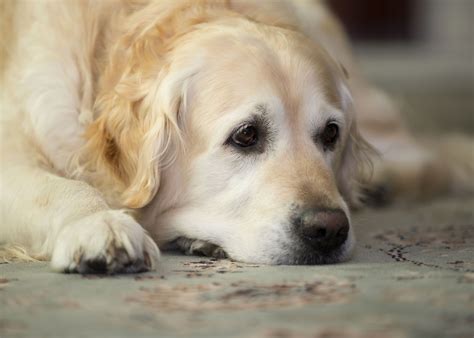 Featuring sharp, vibrant images, wallpaper patterns are ideal important: Golden Retriever Wallpapers, Pictures, Images