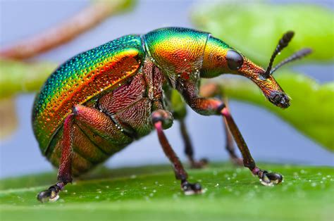 Insects Close Up Youll Be Shocked At How Beautiful You Find These