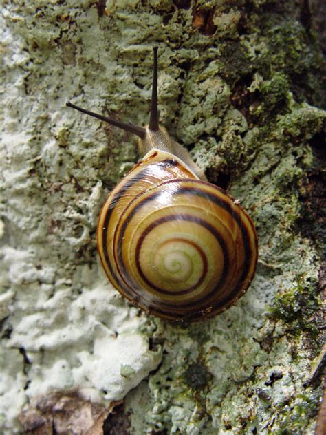 Caracolus sagemon coutini (clench and aguayo, 1951). Cuba 2007-2010