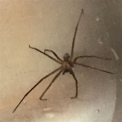 Male Loxosceles Reclusa Brown Recluse In Greenville Mississippi
