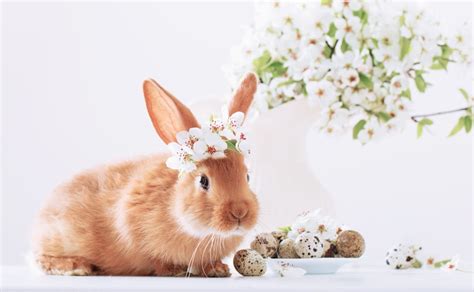 15 Of The Worlds Most Adorable Bunny Rabbits