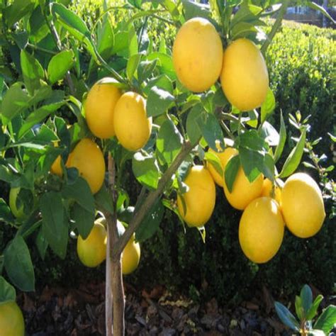 Aliveplant Nursery For All Tree Lovers Sweet Lemongrafted